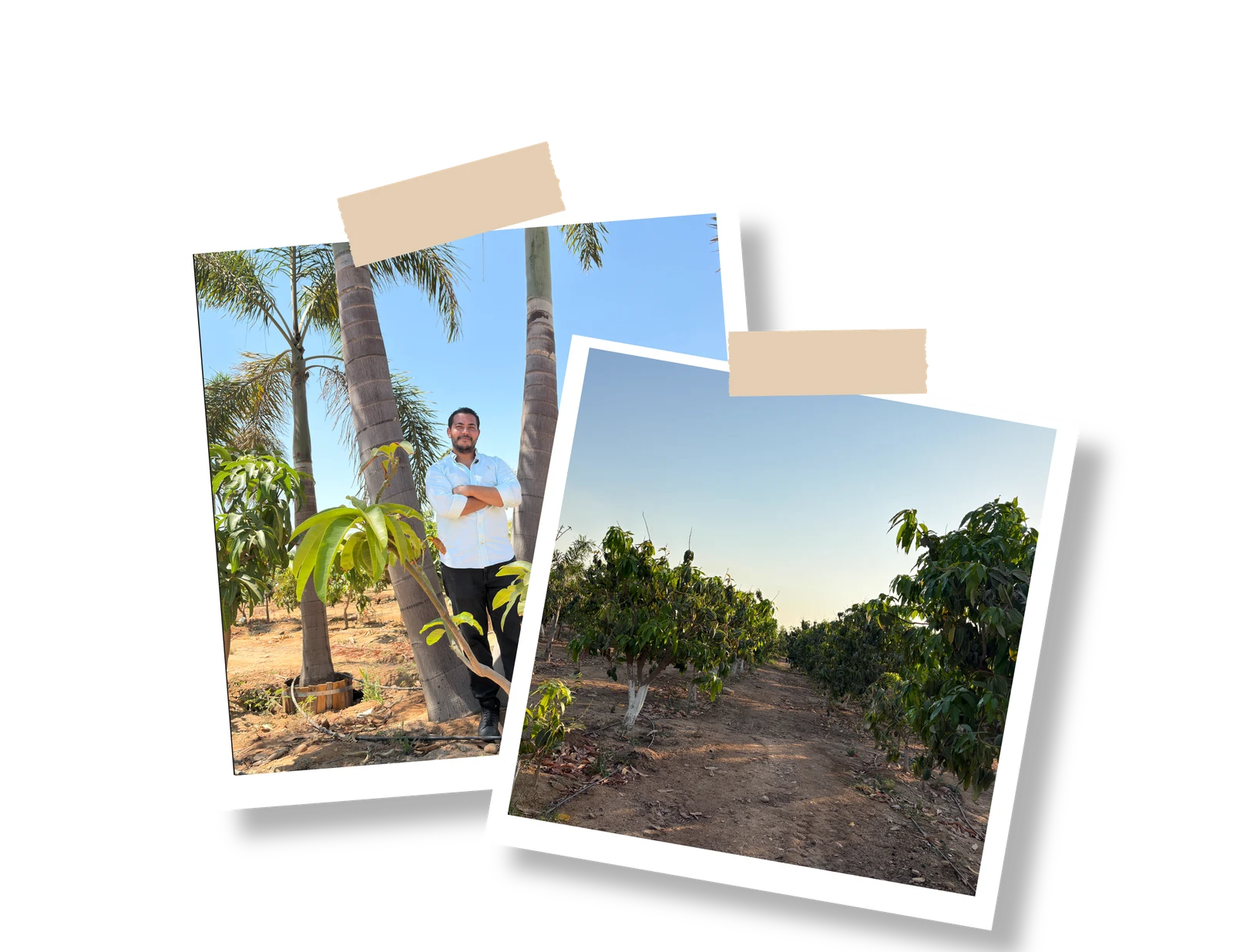 Abaza Farms