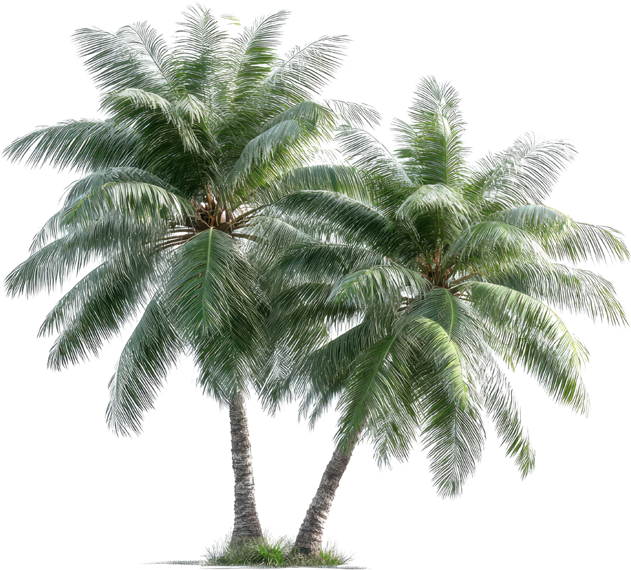 Palms